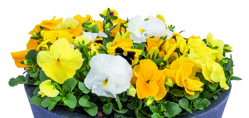 Viola wittrockiana F₁ Inspire® Plus Limoncello Mix | Benary